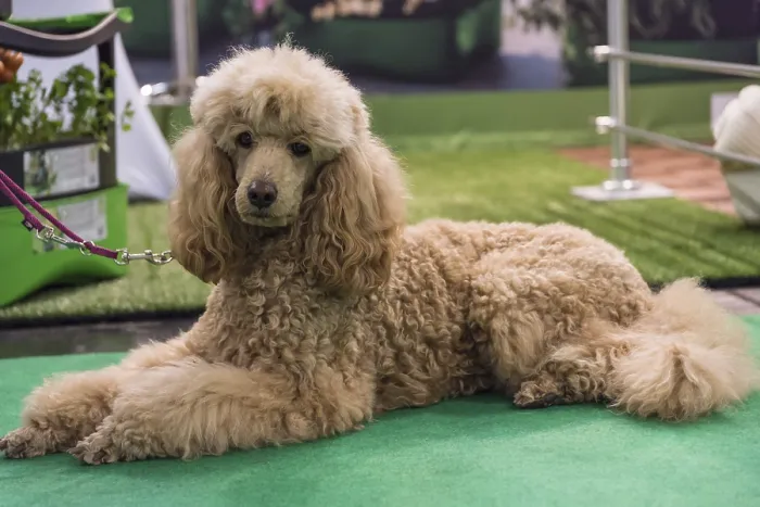 Framed Print : Brown poodle lying on a lead waiting for his master and looking at the camera