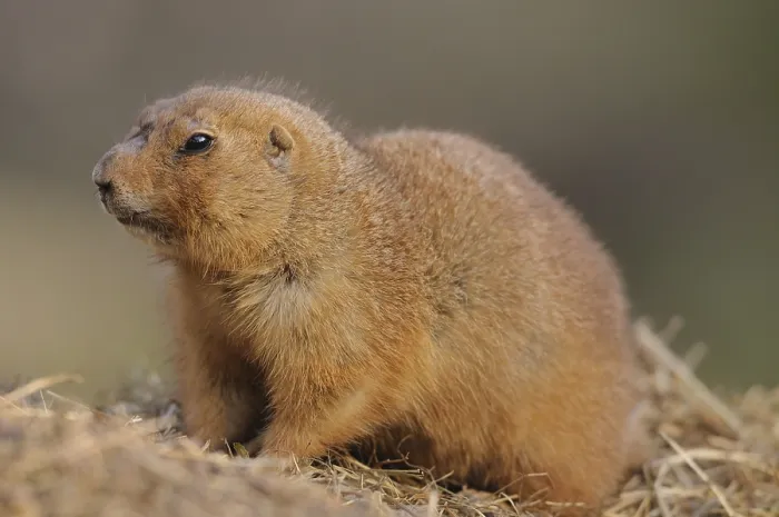 Framed Print : A brown prairie dog sits on a pile of straw and looks to the side Framed Print : A brown prairie dog sits on a pile of straw and looks to the side