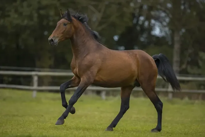 Framed Print : Brown P.R.E. stallion at a gallop over the paddock Framed Print : Brown P.R.E. stallion at a gallop over the paddock
