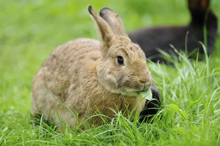 Framed Print : A brown rabbit sits on a green meadow and chews a leaf