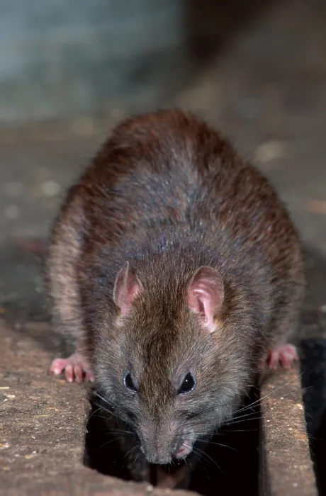 Framed Print : Brown Rat (Rattus norvegicus)