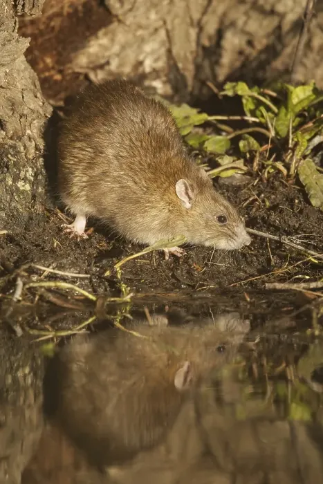 Framed Print : Brown Rat (Rattus norvegicus) adult Framed Print : Brown Rat (Rattus norvegicus) adult