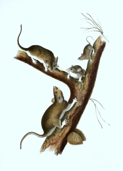 Framed Print : Brown rat (Rattus norvegicus), Histoic Framed Print : Brown rat (Rattus norvegicus), Histoic