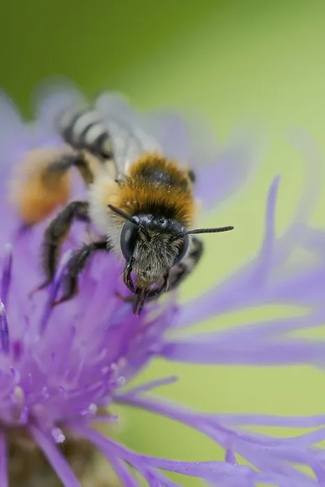 Framed Print : Brown-rumped trouser bee (Dasypoda hirtipes) on knapweed flower