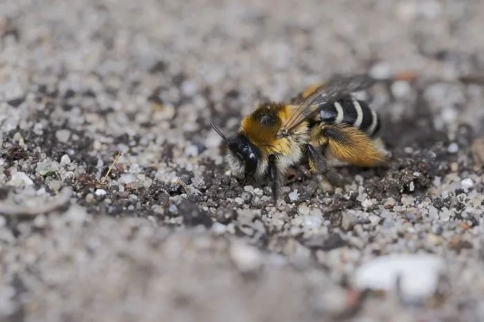 Framed Print : Brown-rumped trouser bee (Dasypoda hirtipes) on sandy soil