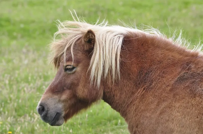 Framed Print : A brown Shetland pony (Equus ferus caballus) with a light-coloured mane on a green pasture Framed Print : A brown Shetland pony (Equus ferus caballus) with a light-coloured mane on a green pasture