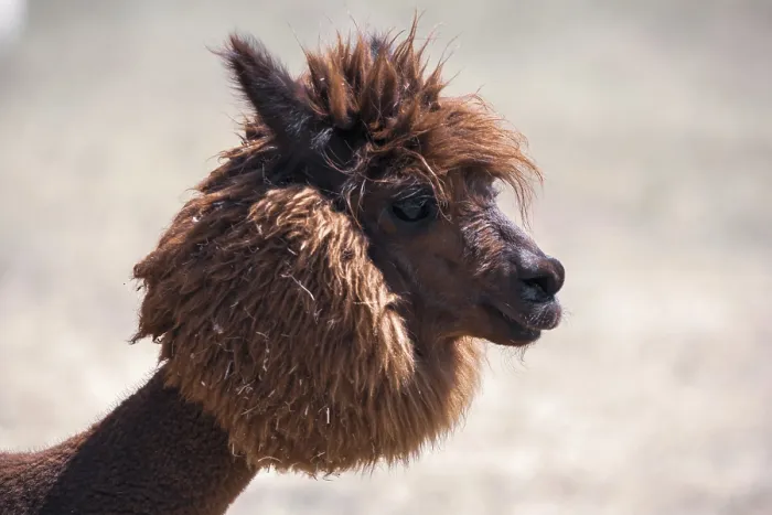Framed Print : Brown shorn funny alpaca (Vicugna pacos)
