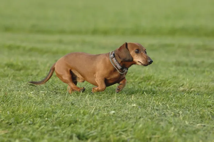 Framed Print : Brown short-haired dachshund at a gallop Framed Print : Brown short-haired dachshund at a gallop