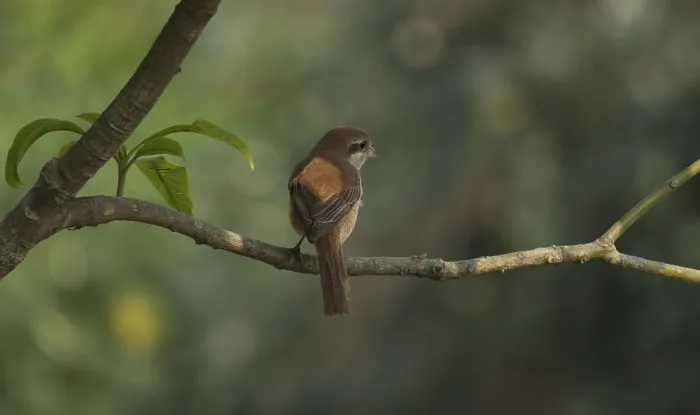 Framed Print : A Brown Shrike (Lanius cristatus)
