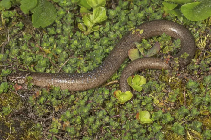 Framed Print : Brown slow worm (Anguis fragilis) lying in a moss- and plant-covered environment Framed Print : Brown slow worm (Anguis fragilis) lying in a moss- and plant-covered environment