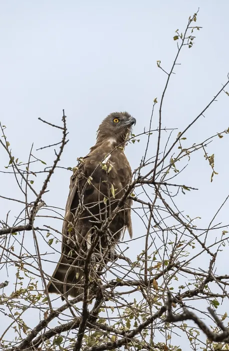 Framed Print : Brown snake eagle (Circaetus cinereus) Framed Print : Brown snake eagle (Circaetus cinereus)