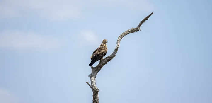 Framed Print : Brown snake eagle (Circaetus cinereus) Framed Print : Brown snake eagle (Circaetus cinereus)