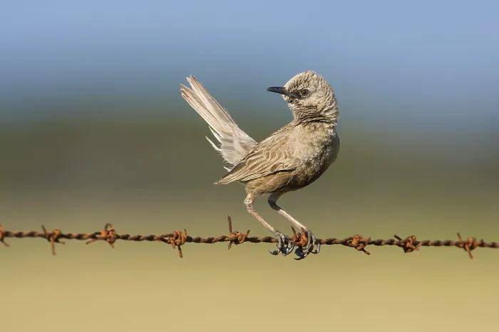 Framed Print : Brown Songlark (Megalurus cruralis) male perched on a barbed wire fence