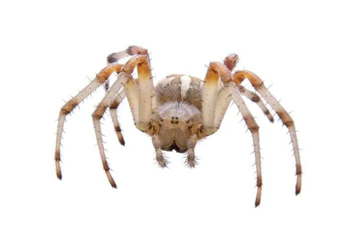 Framed Print : Brown spider isolated on a white background