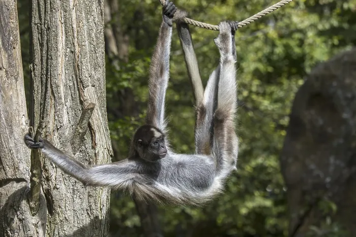 Framed Print : Brown spider monkey, variegated spider monkey (Ateles hybridus) in zoo