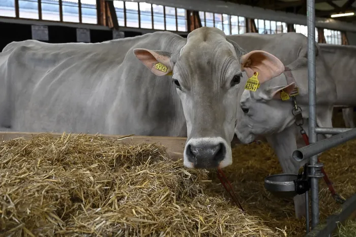 Framed Print : Brown Swiss, dairy cow in stable
