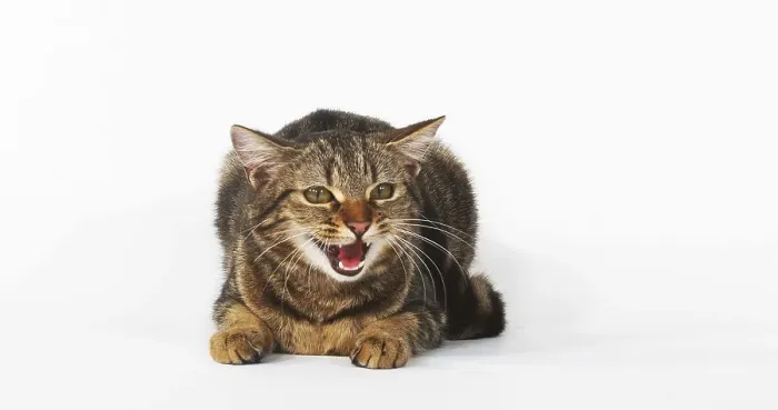 Framed Print : Brown Tabby Domestic Cat, Female Meowing on White Background Framed Print : Brown Tabby Domestic Cat, Female Meowing on White Background