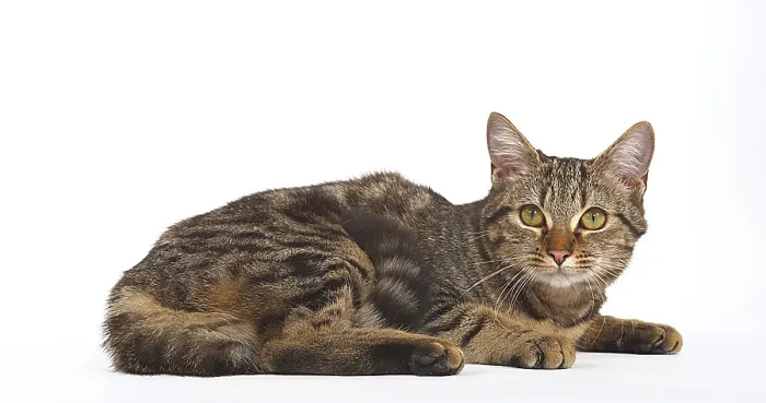 Framed Print : Brown Tabby Domestic Cat on White Background Framed Print : Brown Tabby Domestic Cat on White Background