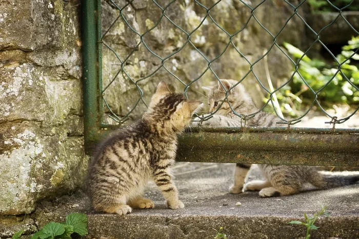 Framed Print : Two brown-tabby kittens playing in a garden