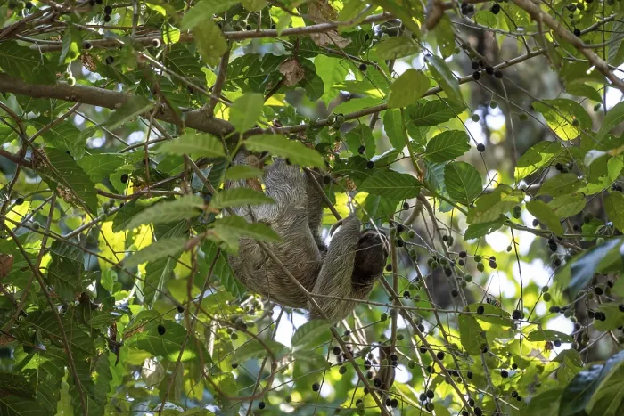 Framed Print : Brown-throated sloth (Bradypus variegatus) foraging in a tree