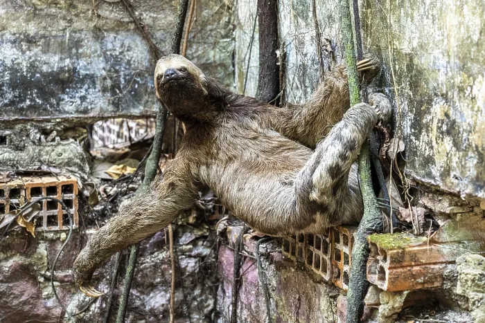Framed Print : Brown-throated sloth (Bradypus variegatus) between the Paricatuba Ruins