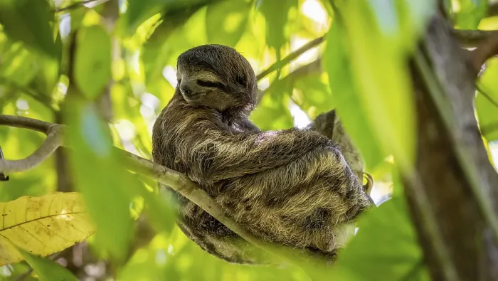 Framed Print : Brown-throated sloth (Bradypus variegatus) sitting in a tree Framed Print : Brown-throated sloth (Bradypus variegatus) sitting in a tree