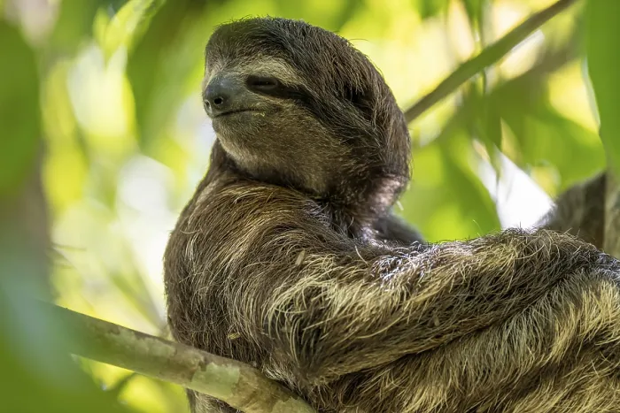Framed Print : Brown-throated sloth (Bradypus variegatus) in a tree