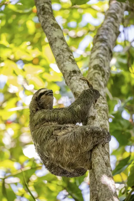 Framed Print : Brown-throated sloth (Bradypus variegatus) in a tree