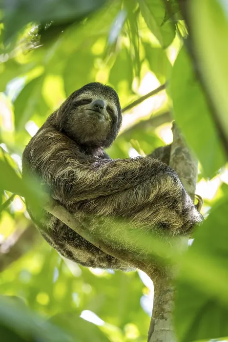 Framed Print : Brown-throated sloth (Bradypus variegatus) in a tree