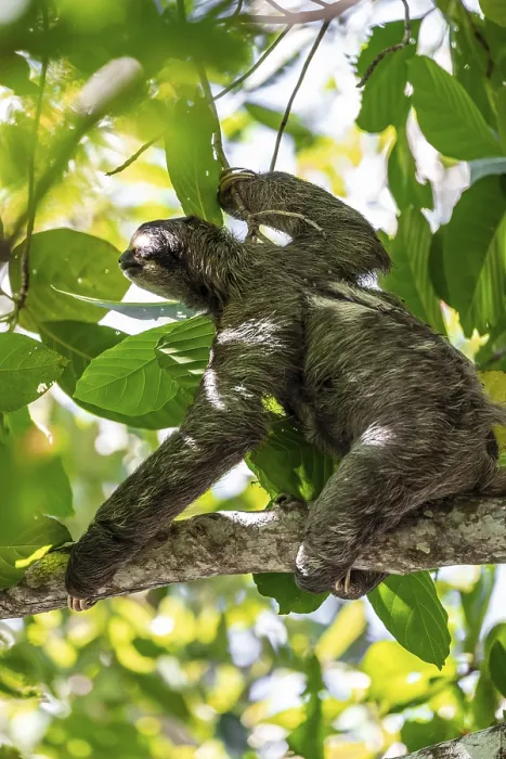 Framed Print : Brown-throated sloth (Bradypus variegatus) in a tree