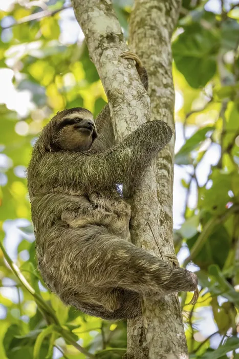 Framed Print : Brown-throated sloth (Bradypus variegatus) with young in a tree