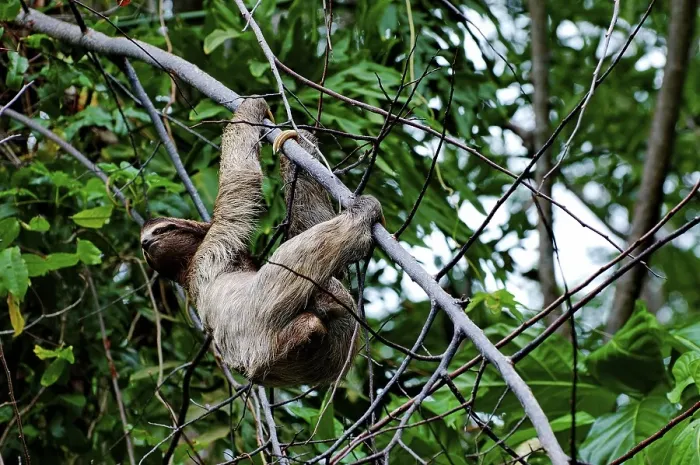 Framed Print : Brown-throated sloth, Costa Rica, Central America