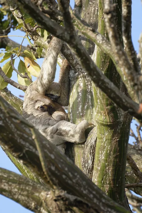 Framed Print : Brown throated Three toed Sloth
