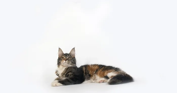 Framed Print : Brown Tortie Blotched Tabby and White Maine Coon Domestic Cat