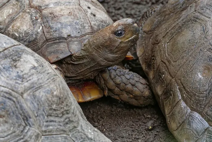 Framed Print : Brown tortoise (Manouria emys emys)