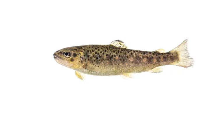 Framed Print : Brown trout (Salmo trutta fario) Framed Print : Brown trout (Salmo trutta fario)