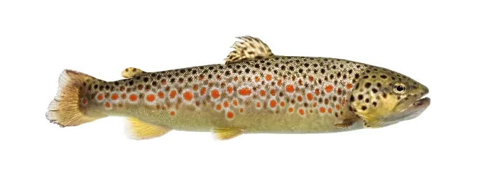 Framed Print : Brown trout swimming, isolated on white