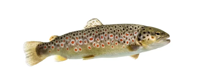Framed Print : Brown trout swimming, isolated on white