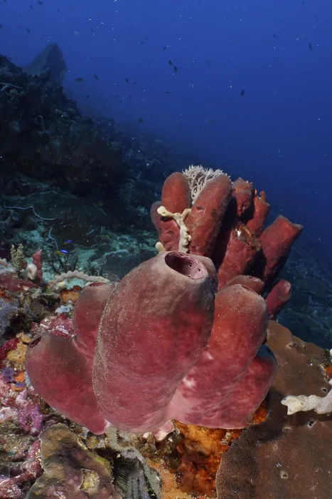 Framed Print : Brown tube sponge (Porifera) in the centre of the underwater landscape under a deep blue ocean background