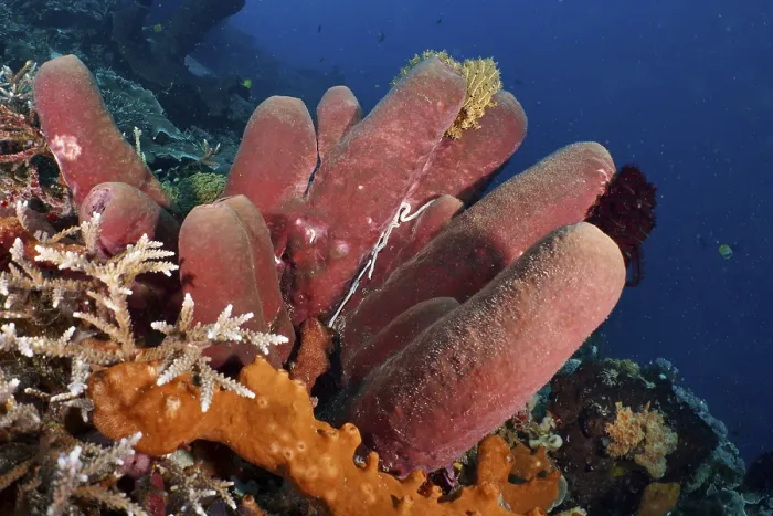 Framed Print : Brown tube sponge (Porifera) protrudes from the seabed in a blue underwater scene