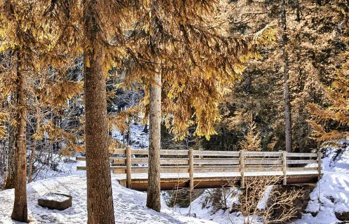 Framed Print : Brown walk path on wood bridge in a forest of green pines