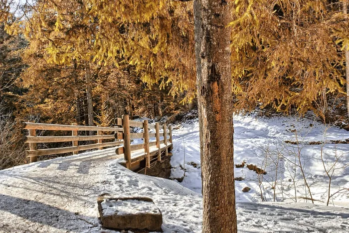 Framed Print : Brown walk path on wood bridge in a forest of green pines