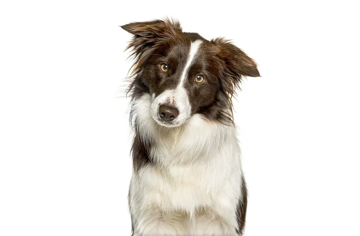 Framed Print : Brown and white border collie dog tilting head