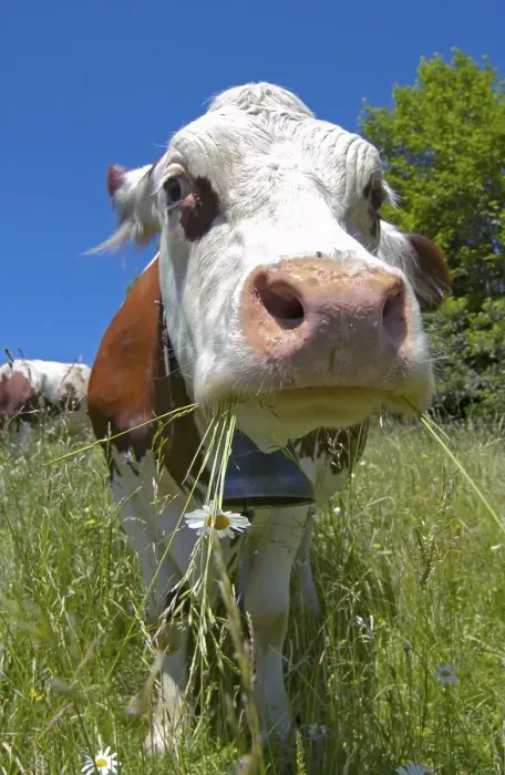 Framed Print : Brown and white cow grazes on meadow in French Alps