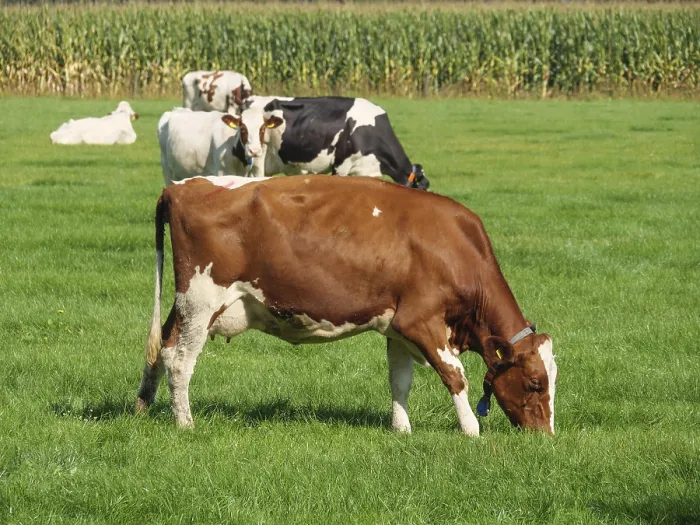 Framed Print : A brown and white cow grazing on a green meadow in front of a corn field