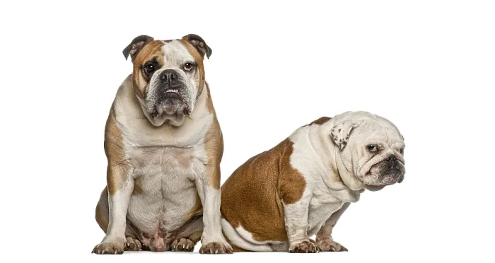 Framed Print : Two brown and white english bulldogs sitting