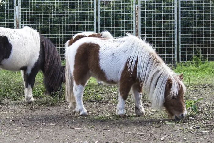 Framed Print : A brown and white pony with a long Framed Print : A brown and white pony with a long
