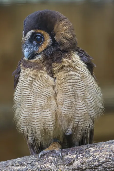 Framed Print : One Brown Wood Owl (Strix leptogrammica) sitting on a branch Framed Print : One Brown Wood Owl (Strix leptogrammica) sitting on a branch