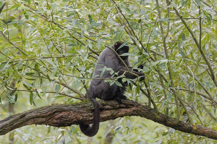 Framed Print : A brown woolly monkey (Lagothrix lagothricha) climbs a tree
