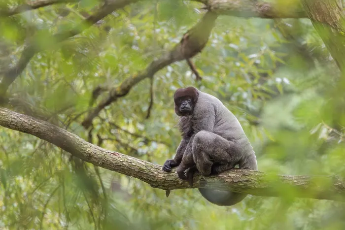 Framed Print : A brown woolly monkey (Lagothrix lagothricha) sits in a tree